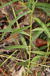 Flat-top goldentop